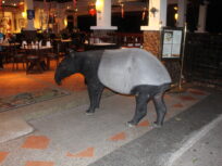 A wild tapir visiting the resort hotel for food.