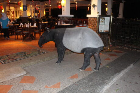 A wild tapir visiting the resort hotel for food.